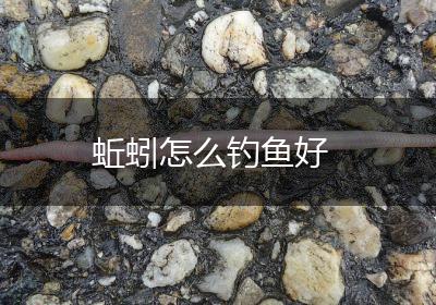 蚯蚓怎么钓鱼好
