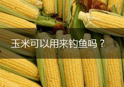 玉米可以用来钓鱼吗？