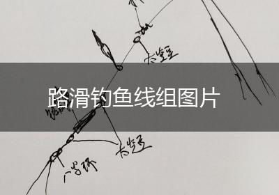 路滑钓鱼线组图片
