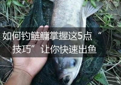 如何钓鲢鳙掌握这5点“技巧”让你快速出鱼