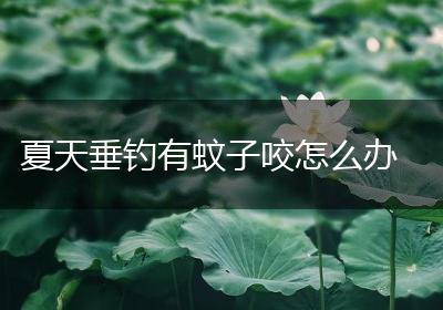 夏天垂钓有蚊子咬怎么办