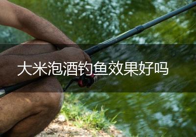 大米泡酒钓鱼效果好吗