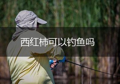 西红柿可以钓鱼吗