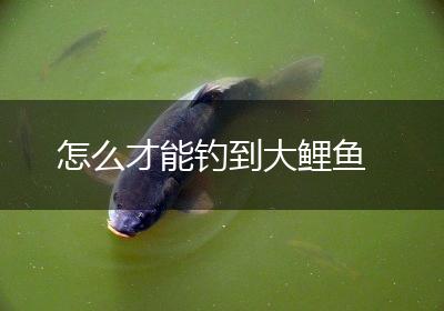 怎么才能钓到大鲤鱼