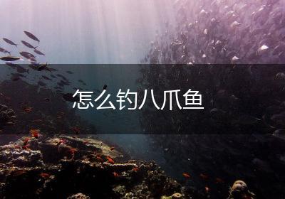 怎么钓八爪鱼