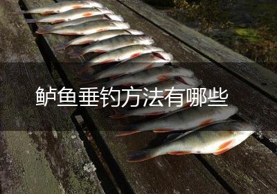 鲈鱼垂钓方法有哪些
