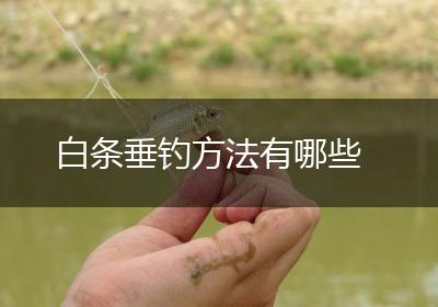 白条垂钓方法有哪些