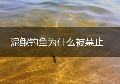 泥鳅钓鱼为什么被禁止