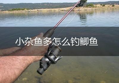 小杂鱼多怎么钓鲫鱼