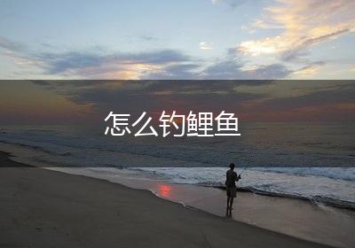 怎么钓鲤鱼