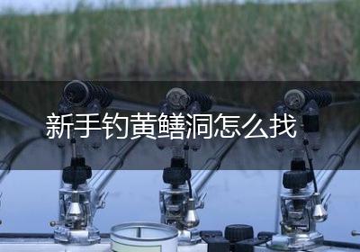新手钓黄鳝洞怎么找