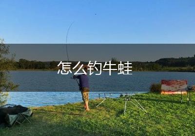 怎么钓牛蛙
