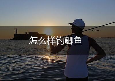怎么样钓鲫鱼