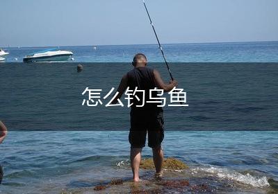 怎么钓乌鱼