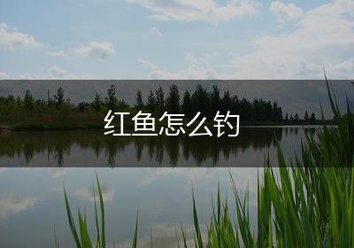 红鱼怎么钓