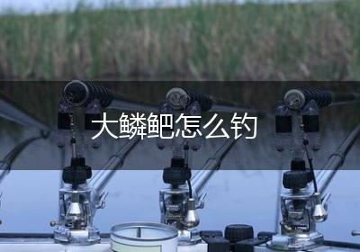 大鳞鲃怎么钓