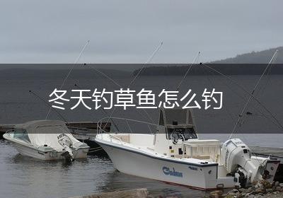 冬天钓草鱼怎么钓