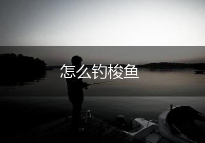 怎么钓梭鱼