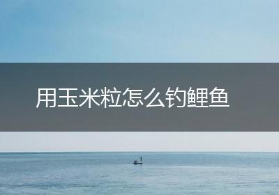 用玉米粒怎么钓鲤鱼