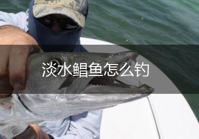 淡水鲳鱼怎么钓