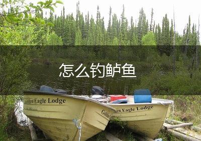 怎么钓鲈鱼