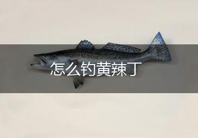 怎么钓黄辣丁