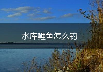 水库鲤鱼怎么钓