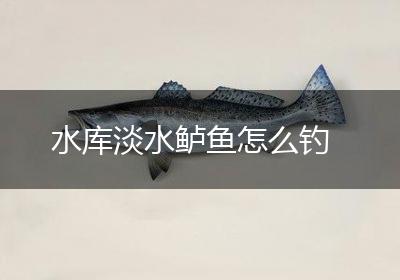 水库淡水鲈鱼怎么钓