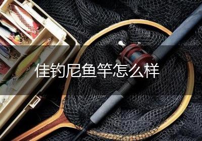 佳钓尼鱼竿怎么样