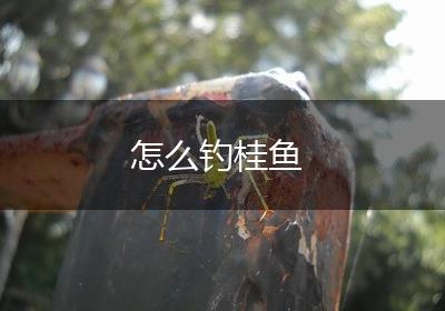 怎么钓桂鱼