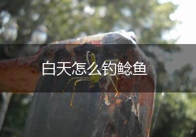 白天怎么钓鲶鱼