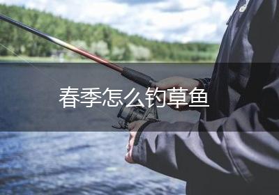 春季怎么钓草鱼
