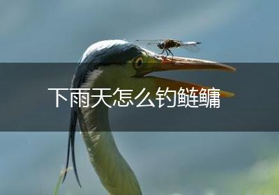 下雨天怎么钓鲢鳙