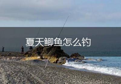 夏天鲫鱼怎么钓