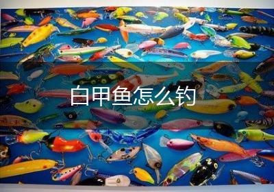 白甲鱼怎么钓