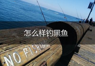 怎么样钓黑鱼