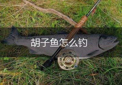 胡子鱼怎么钓
