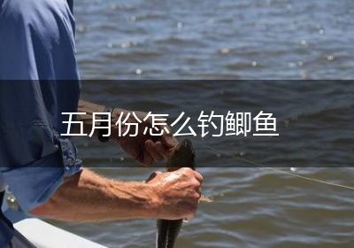 五月份怎么钓鲫鱼