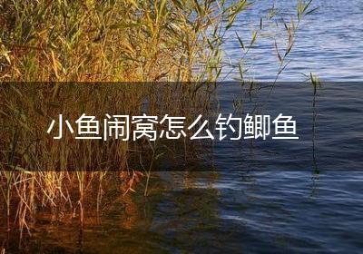 小鱼闹窝怎么钓鲫鱼