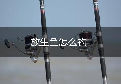 放生鱼怎么钓