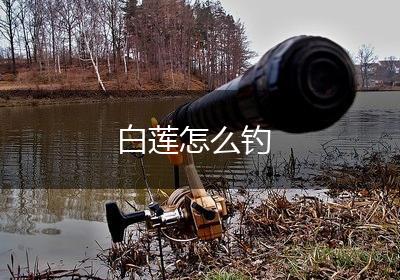 白莲怎么钓
