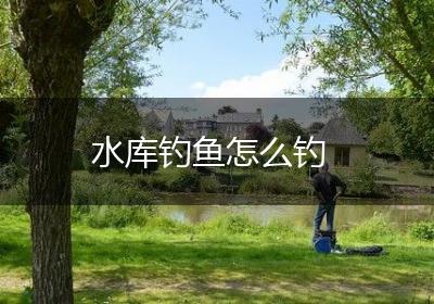 水库钓鱼怎么钓