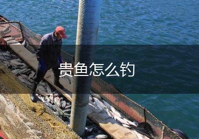 贵鱼怎么钓