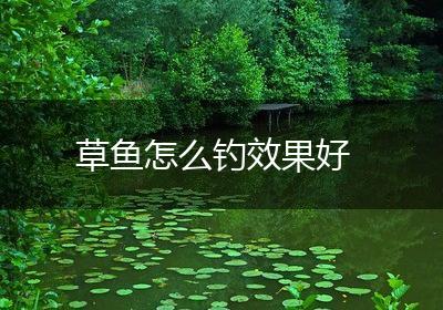 草鱼怎么钓效果好