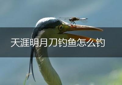 天涯明月刀钓鱼怎么钓