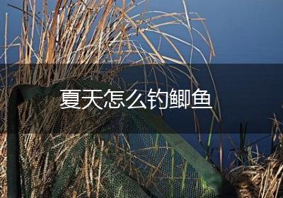 夏天怎么钓鲫鱼