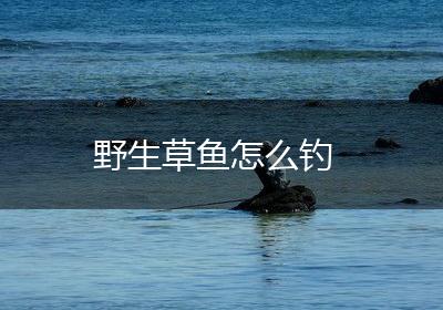 野生草鱼怎么钓