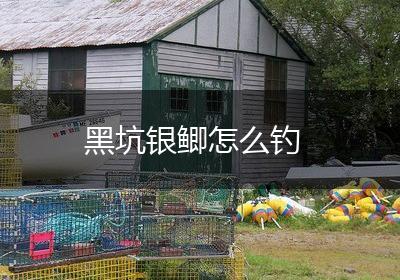 黑坑银鲫怎么钓