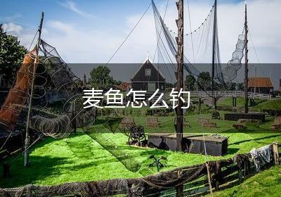 麦鱼怎么钓