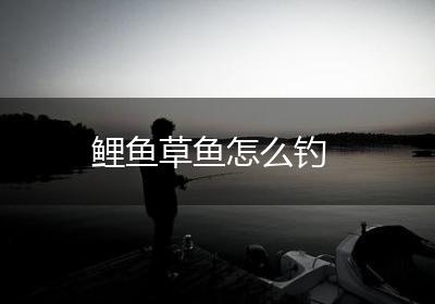 鲤鱼草鱼怎么钓